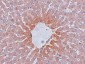AGTR2 Antibody