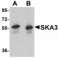 SKA3 Antibody