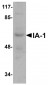 IA-1 Antibody