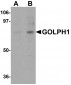 GOLPH1 Antibody