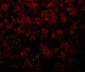 GOLPH2 Antibody