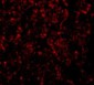 GOLPH3 Antibody