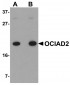 OCIAD2 Antibody