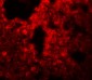 SRPX2 Antibody