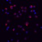 MRE11 Antibody