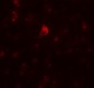 PICALM Antibody