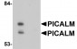 PICALM Antibody