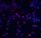 PRDM16 Antibody