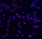 PRDM16 Antibody