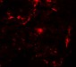 REEP2 Antibody