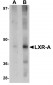 LXR-A Antibody