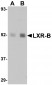 LXR-B Antibody