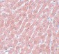 POU5F1 Antibody