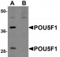 POU5F1 Antibody