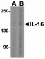 SOX2 Antibody