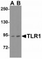 SOX2 Antibody