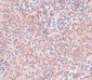 NANOG Antibody