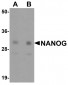 NANOG Antibody