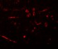 CDX2 Antibody