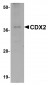 CDX2 Antibody