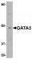 GATA3 Antibody