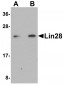 Lin28 Antibody
