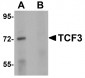 TCF3 Antibody