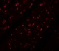 MINA Antibody