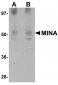 MINA Antibody