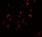 BCAS1 Antibody