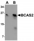 BCAS2 Antibody
