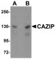 CAZIP Antibody