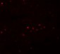 EFHD1 Antibody