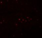 EFHD1 Antibody