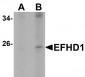 EFHD1 Antibody