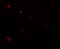 LYRM3 Antibody