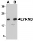 LYRM3 Antibody