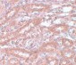 ENC-1 Antibody