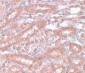 ENC-1 Antibody