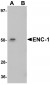 ENC-1 Antibody