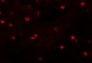 ENC-2 Antibody