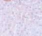 APC3 Antibody