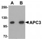 APC3 Antibody