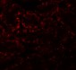 APC5 Antibody