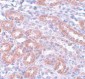 APC5 Antibody