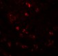 APC6 Antibody