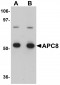 APC8 Antibody