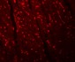 APC10 Antibody