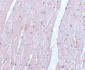 APC10 Antibody