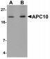 APC10 Antibody